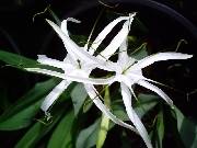 Hymenocallis harrisiana